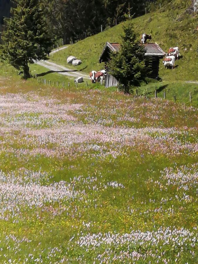Haus Jessica Incl National Park Sommercard Mittersill Exteriér fotografie